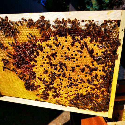 Wabe mit Bienen und Brut